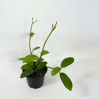 Hoya liangii [#1672]