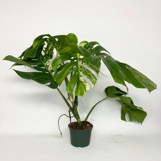 Z-5166 - Monstera deliciosa var. borsigiana albo-variegata