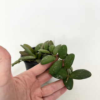 Z-5161 - Hoya sp. GPS-7240