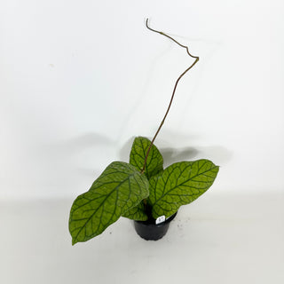 Hoya meredithii [#2295]