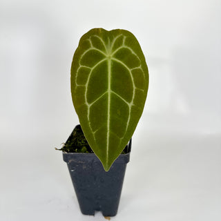 Anthurium forgetii x 'Ace of Spades' [#1204]