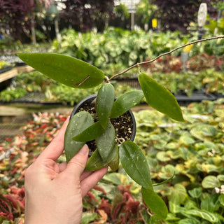 Hoya minahassae