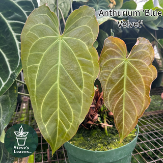 Anthurium 'Blue Velvet' x crystallinum