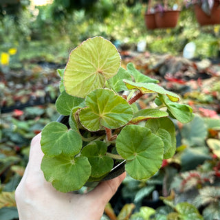 Begonia rubropilosa