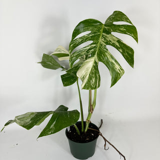 Monstera deliciosa var. borsigiana albo-variegata [#2092]