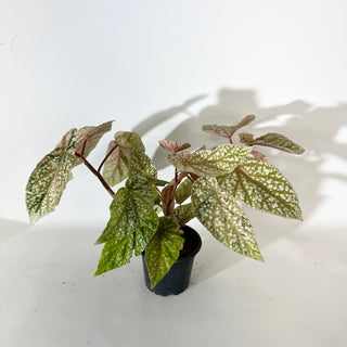 Begonia 'Snow Capped' (Variegated) [#2055]