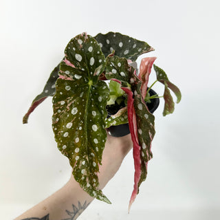 Begonia maculata (Variegated) [#2093]