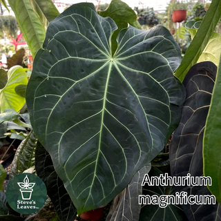 Anthurium magnificum