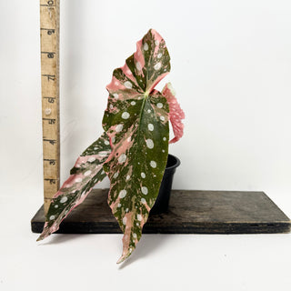 Begonia maculata (Variegated) [#1852]