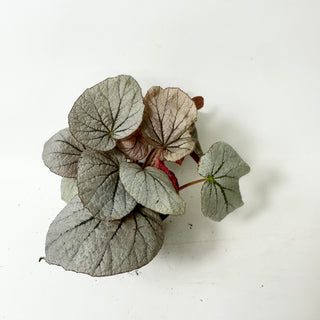 Begonia 'Rice Paper' [#2013]