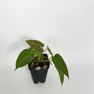 Anthurium 'Not The Mama' x Fairchild crystallinum [#2073]