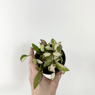 Hoya lacunosa minara [#1706]