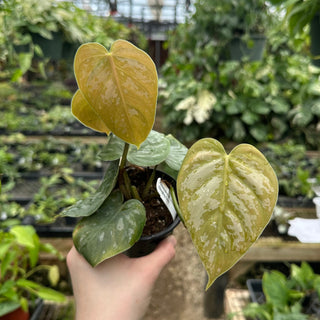 Philodendron aff. brandtianum (Shingling Form)