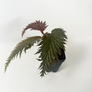Begonia sp. 'Miri' [#2467]
