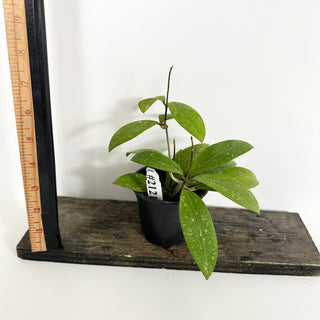 Hoya elmeri (splash) [#2121]