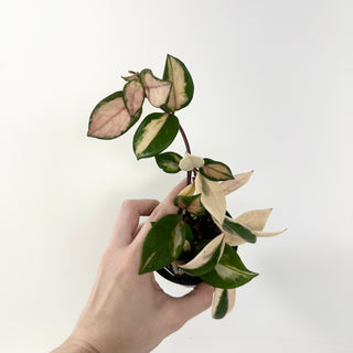 Hoya carnosa 'Purple Pride' [#1945]