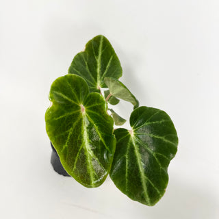 Begonia chingipengii [#1988]