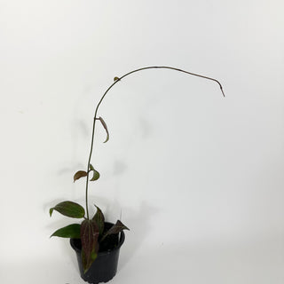 Hoya sp. "Red" [#2195]