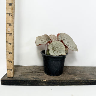 Begonia 'Rice Paper' [#1869]