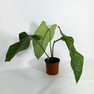 Philodendron genevievianum (Non-TC) [#1458]