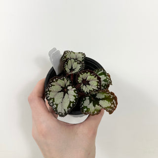 Begonia 'Dolce Vita' [#1689]