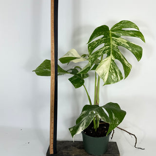 Monstera deliciosa var. borsigiana albo-variegata [#2092]