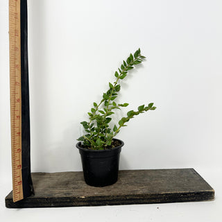 Hoya chinghungensis [#1724]