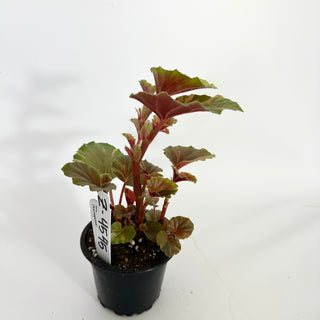 Z-4545 - Begonia cucullata (variegated)