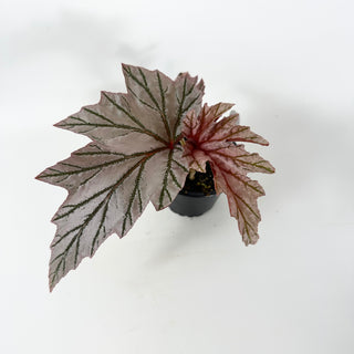 Begonia 'Lamoon' [#1815]