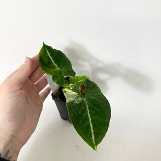 Z-5228 - Syngonium wendlandii ‘Scrambled Eggs’