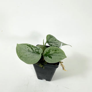 Scindapsus pictus "Silver"