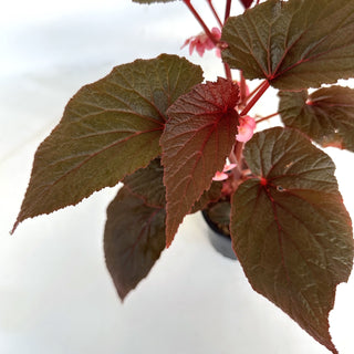 Begonia 'Burning Bush'