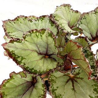 Begonia 'Blueberry Sorbet'