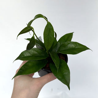 Z-2220 - Hoya chewiorum