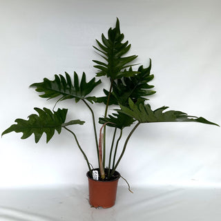 Z-2298 - Philodendron 'Henderson's Delight'