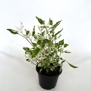 Alternanthera ficoidea "Snowball"