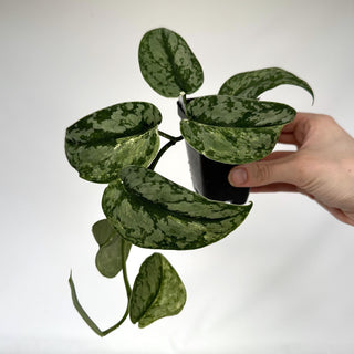 Z-2259 - Scindapsus pictus 'Peasun'