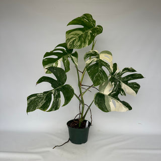 Z-2154 - Monstera deliciosa var. borsigiana albo-variegata