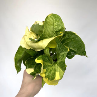 Z-2143 - Syngonium podophyllum "Orm Thong"