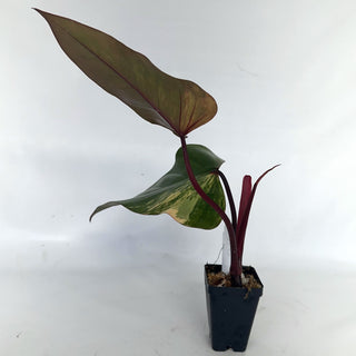 Z-2142 - Philodendron 'Strawberry Shake'