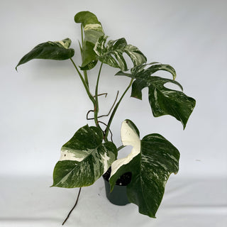 Z-2152 - Monstera deliciosa var. borsigiana albo-variegata