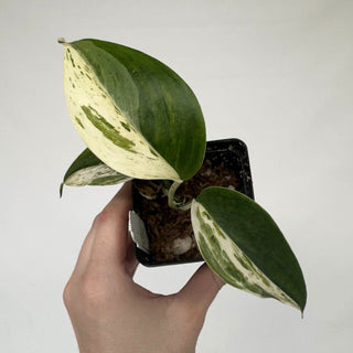 Z-2213 - Scindapsus hederaceus ‘Blue Albo’ **NEW Release**