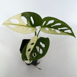 Z-2216 - Monstera adansonii albo-variegata