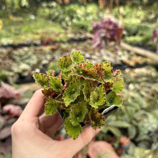 Begonia 'Dancing Vera'