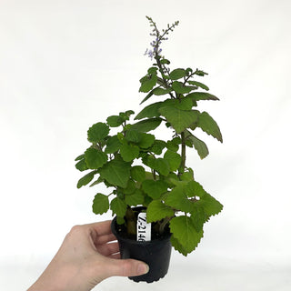Z-2146 - Plectranthus ernstii (Bonsai Mint)