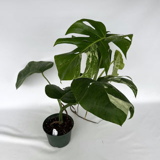 Z-2270 - Monstera deliciosa var. borsigiana albo-variegata