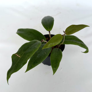 Z-2171 - Hoya ilagiorum
