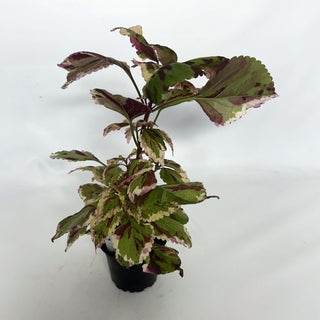 Z-2132 - Plectranthus hybrida (Coleus) 'Anna'