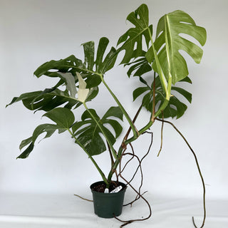 Z-2151 - Monstera deliciosa var. borsigiana albo-variegata