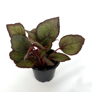 Begonia 'Steve's Leaves Overspray'